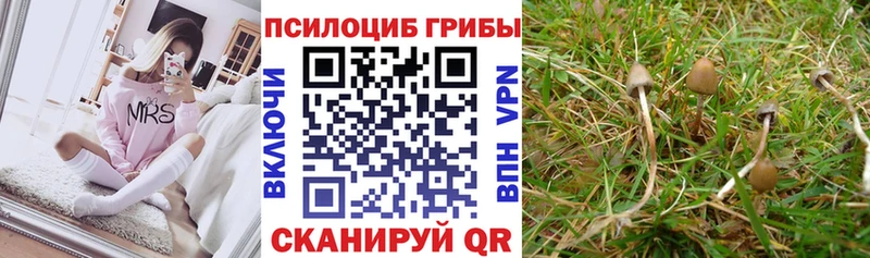 Галлюциногенные грибы Psilocybe Староминская